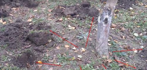 Навоз под яблони. Как правильно подкармливать яблони: виды и правила