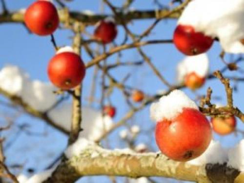 Чем обмотать яблони на зиму от грызунов