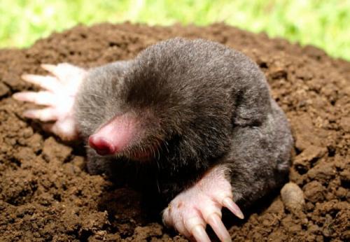 Как избавиться от кротов необычный, но эффективный способ. Отпугивание кротов