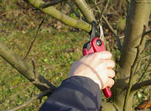 Что нужно делать осенью с яблонями. Уход за яблонями осенью 07