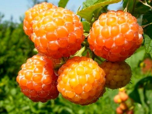 Кустовая малина для Сибири. Сорта малины для Сибири