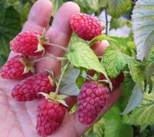 Ремонтантная малина выращивание и уход в Сибири. Ремонтантная малина для Сибири