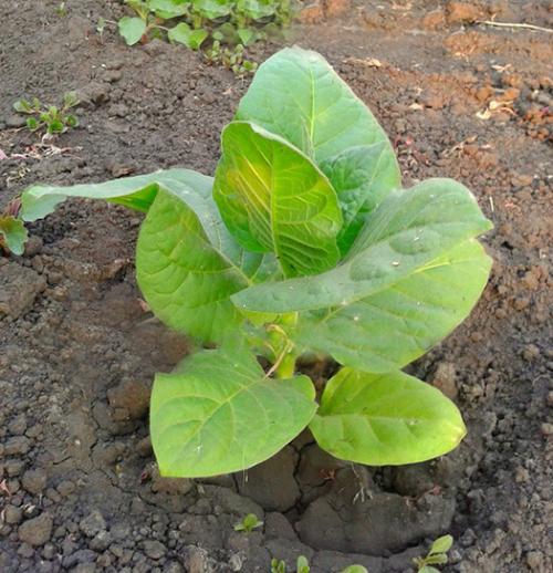 Когда собирать семена табака. Когда и как собирать семена табака. Как вырастить курительный табак на дачном участке 08