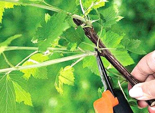 Формирование винограда летом. Уход за виноградной лозой летом