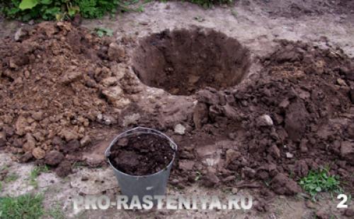Посадка яблонь весной расстояние между деревьями. Основная схема посадки яблонь 06 Посадка яблонь весной расстояние между деревьями. Основная схема посадки яблонь 06