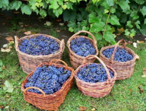 Когда собирают виноград изабелла для вина. Для вина или в пищу?