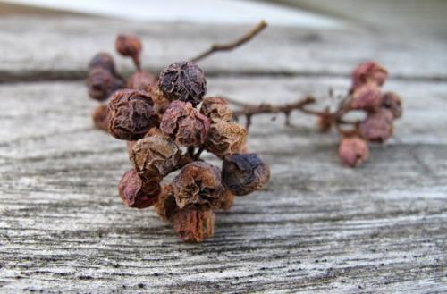 Вялые кисти винограда. Почем вянут кисти винограда