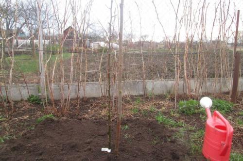 Расстояние между грушами. От чего зависит расстояние