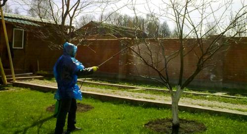 Когда опрыскивать яблони весной. Первый этап обработки дерева весной