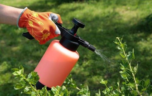 Паутина на смородине. Как распознать вредителя и причины его появления