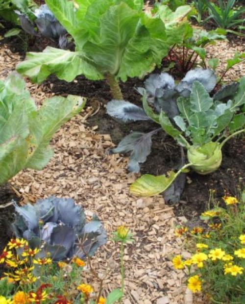 Кора сосны для мульчирования своими руками. Сосновая кора, как мульча для сада 10 Кора сосны для мульчирования своими руками. Сосновая кора, как мульча для сада 10