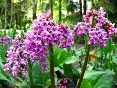Полезные растения в саду и огороде. Полезные растения в саду 09 Полезные растения в саду и огороде. Полезные растения в саду 09