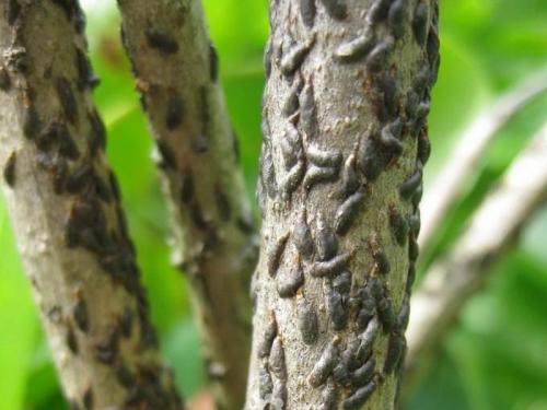 Красные точки на ветках яблони. От чего на яблоках появляются красные точки и опасно ли это?