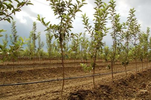 Надо ли осенью поливать яблони. Полив в разное время года 04 Надо ли осенью поливать яблони. Полив в разное время года 04