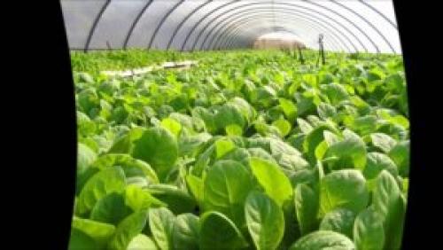 Выращивание табака на огороде. Какой курительный табак лучше выращивать для курения?