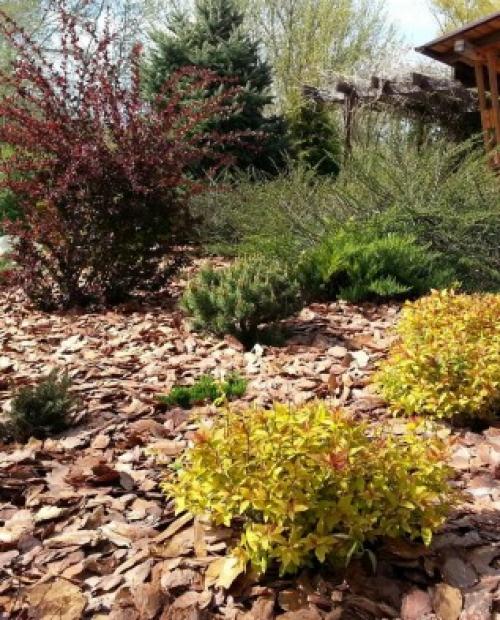 Кора сосны для мульчирования своими руками. Сосновая кора, как мульча для сада 08 Кора сосны для мульчирования своими руками. Сосновая кора, как мульча для сада 08