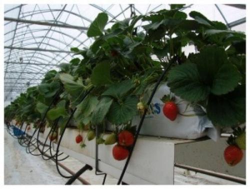 Клубника на гидропонике урожайность. Особенности выращивания клубники на гидропонике