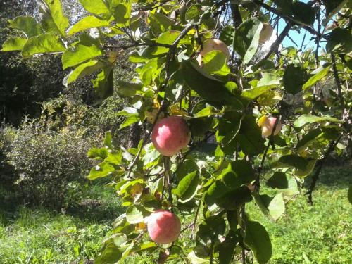 Чем и как подкормить яблони осенью. Чем подкормить яблоню осенью для хорошей зимовки и высокого урожая