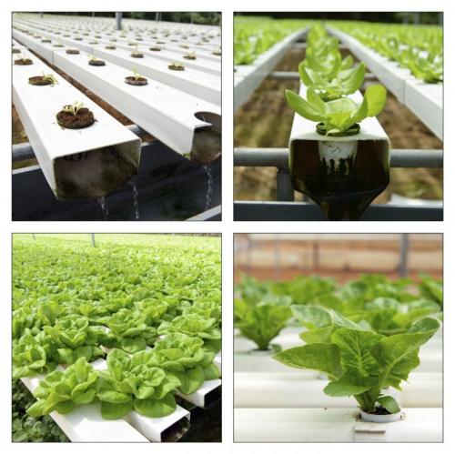 Гидропоника дома. Самодельная гидропоника — лучший способ для быстрого выращивания на воде! (148 фото)