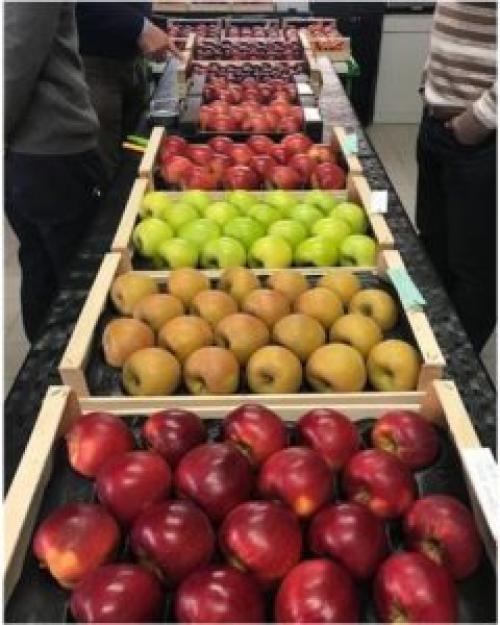 Интенсивный сад. Чем отличается интенсивный сад от обычного?