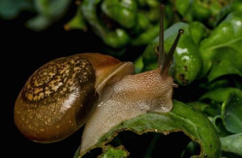 Как избавиться на огороде от улиток. Как избавиться от улиток на участке - биологические и химические методы, профилактика 01