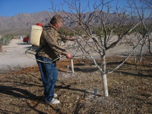 Чем обработать персик осенью от вредителей и болезней. Правила обработки дерева 02