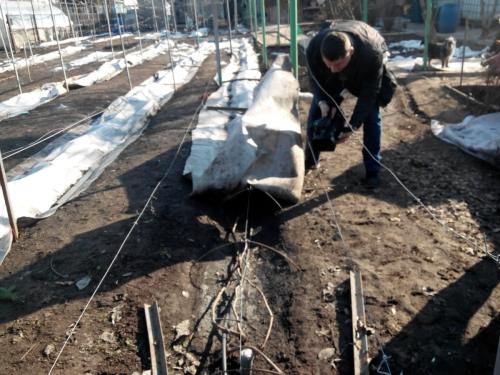 Сезон винограда. Когда начинать виноградный сезон? Из дневника виноградаря