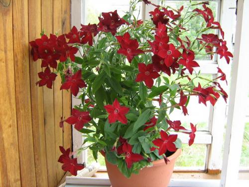 Когда срезать табак для сушки. Этапы сушки табака 13