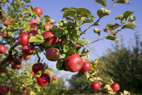 Схема посадки яблоневого сада. Основная схема посадки яблонь