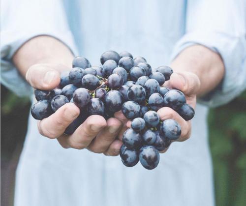 Изабелла виноград когда собирать. Преимущества сорта Изабелла для изготовления вина 02 Изабелла виноград когда собирать. Преимущества сорта Изабелла для изготовления вина 02
