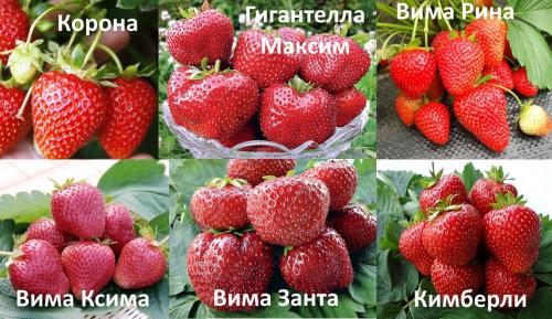 Голландская клубника дома. Выращивание клубники по голландской технологии