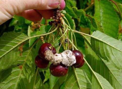 Фунгицид от плодовой гнили. Способы борьбы с плодовой гнилью