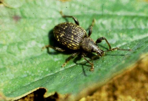 Вредители малины. Малинно-земляничный долгоносик