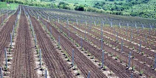 Грунт для пересадки винограда. Какая почва нужна для винограда