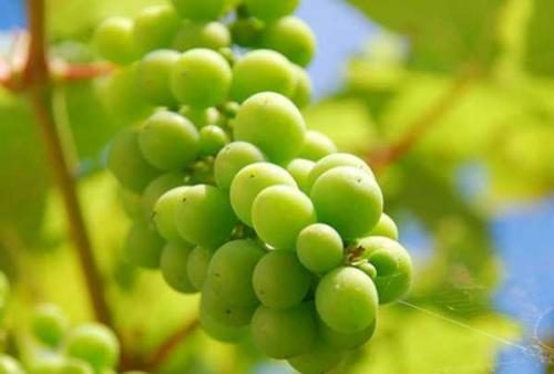 Виноград в башкирии уход осенью. Цветение винограда 03