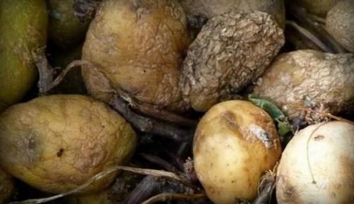 При, какой температуре растет картофель. Какую минусовую температуру выдерживает культура, и при, какой замерзает