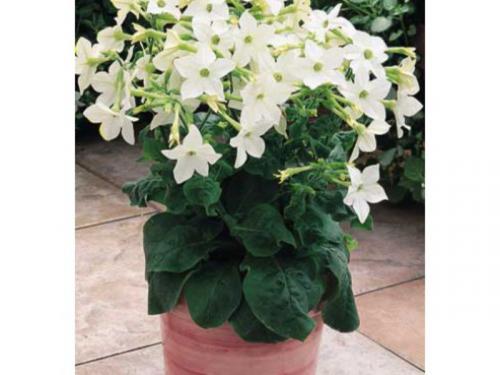 Когда срезать табак для сушки. Этапы сушки табака 06