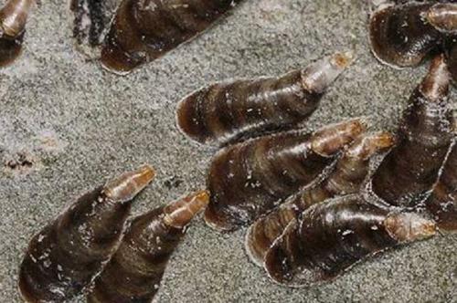 Красные точки на ветках яблони. От чего на яблоках появляются красные точки и опасно ли это?