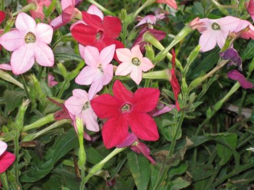 Когда срезать табак для сушки. Этапы сушки табака 14