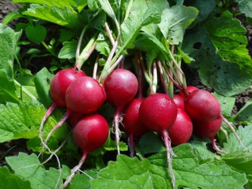 Можно ли сажать редиску под зиму. Какие шаги сделать весной? 02 Можно ли сажать редиску под зиму. Какие шаги сделать весной? 02