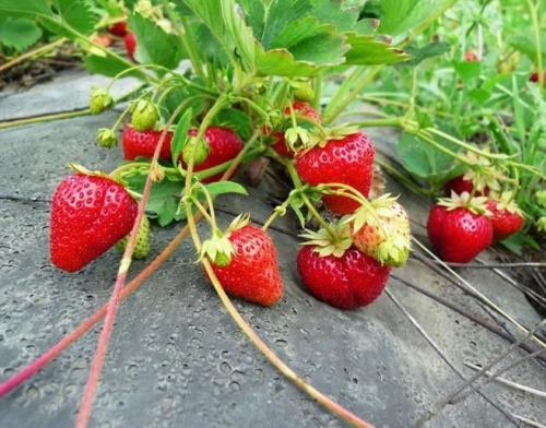 Клубника на агроволокне форум. Клубника на агроволокне: о недостатках и вреде