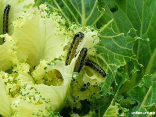 Сода от гусениц на капусте. Как пищевой содой обработать капусту от гусениц