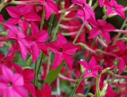 Когда срезать табак для сушки. Этапы сушки табака 02