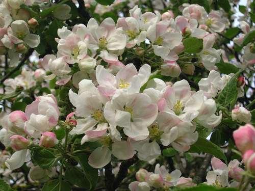 Подкормка и уход за яблонями. Весенние подкормки