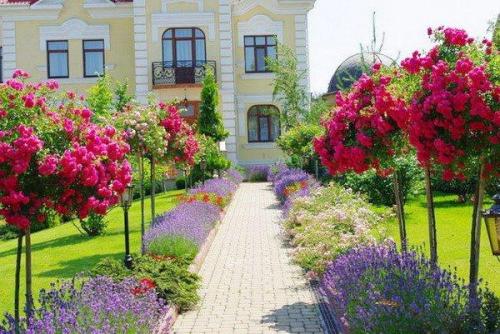 Штамбовая смородина, как вырастить. Как вырастить штамбовую смородину своими руками? 05