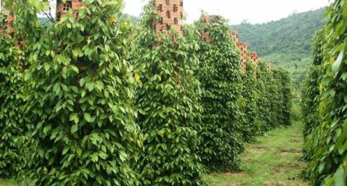 Как растет душистый перец. Посадка и выращивание душистого перца 02