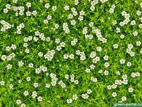 Как избавиться от мха на грядках. Описание сорняка 06 Как избавиться от мха на грядках. Описание сорняка 06