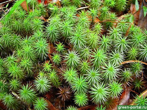 Как избавиться от мха на грядках. Описание сорняка 02 Как избавиться от мха на грядках. Описание сорняка 02