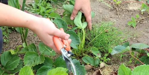 В, какое время осенью пересаживать клубнику. Важные нюансы посадки клубники летом 01 В, какое время осенью пересаживать клубнику. Важные нюансы посадки клубники летом 01