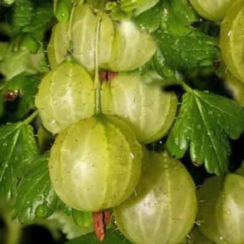 Новые сорта крыжовника. Описание сортов крыжовника Русский желтый, Инвикта и Малахит (с фото)